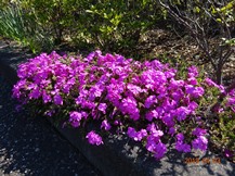 S社様･芝桜が咲きだした。