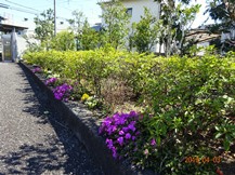 S社様･芝桜が咲きだした。