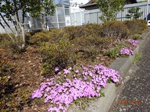 S社様･芝桜が咲きだした。