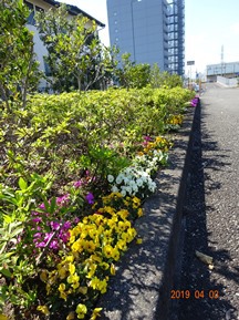 S社様･芝桜が咲きだした。