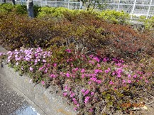 S社様･芝桜が咲きだした。