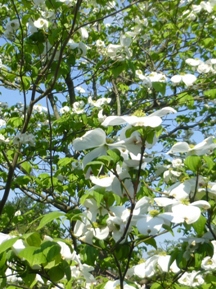 ★造園屋さんの応援★