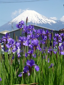 ★4月に咲く草花③★
