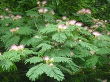 ★植物の知恵②大場秀章★