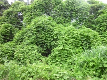 ★植物の知恵②大場秀章★