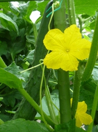 ★つる植物の戦略★