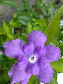 季節の花木と草花②(夏)