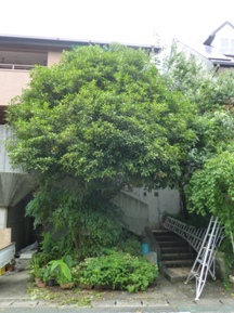 ★キンモクセイの剪定★