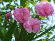 ★毒を持つ植物①★