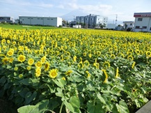 季節の花木と草花②(夏)