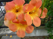 季節の花木と草花②(夏)