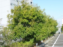 ★S社様･シラカシの剪定★