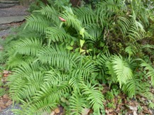 ★植物の知恵②大場秀章★
