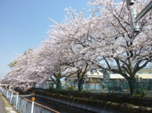 ★桜のお山の手入れ★
