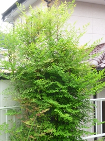 ★南天の剪定★