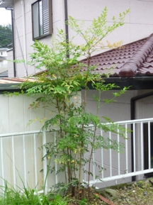 ★南天の剪定★