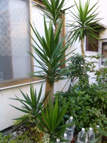 ★乾燥地で生きる植物の戦略★