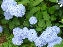 ★毒を持つ植物①★