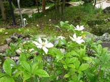 季節の花木と草花②(夏)