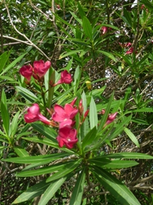 ★毒を持つ植物①★
