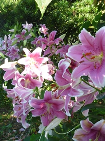 季節の花木と草花②(夏)