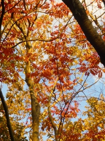 ★紅葉のしくみ②★