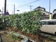 ★Ｈ様邸・お庭の手入れ★