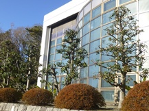 ★S社様･シラカシの剪定★