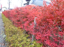 ★紅葉のしくみ①★