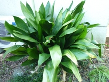 ★お寿司を守る植物②★