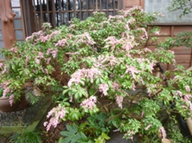 ★毒を持つ植物①★