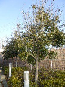 ★Ｍ様邸・お庭の手入れ★