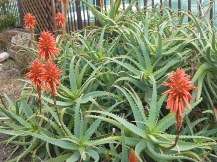 ★乾燥地で生きる植物の戦略★