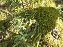 ★植物の知恵②大場秀章★