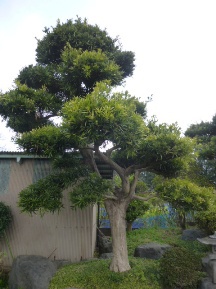 イヌマキの剪定時期は 植木屋じぃじ 剪定 伐木 草刈 消毒 富士市