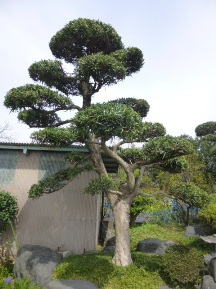 ★イヌマキ剪定・そして雨★