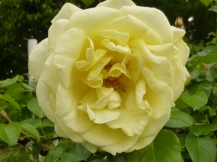 ★広見公園・ばら・バラ・薔薇★