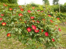 ★広見公園・ばら・バラ・薔薇★