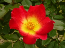 ★広見公園・ばら・バラ・薔薇★