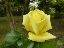 ★広見公園・ばら・バラ・薔薇★