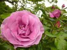 ★広見公園・ばら・バラ・薔薇★
