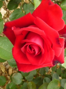 ★広見公園・ばら・バラ・薔薇★