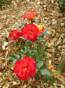 ★広見公園・ばら・バラ・薔薇★
