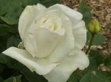 ★広見公園・ばら・バラ・薔薇★
