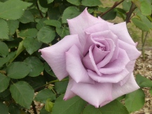 ★広見公園・ばら・バラ・薔薇★