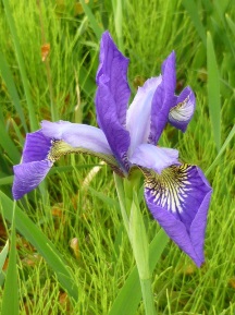 ★4月に咲く草花③★