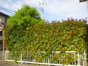 ★日曜日・お庭の手入れ★
