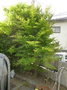 ★日曜日・お庭の手入れ★