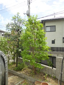 ★日曜日・お庭の手入れ★
