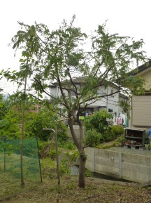 ミモザ カリン等の剪定 植木屋じぃじ 剪定 伐木 草刈 消毒 富士市
